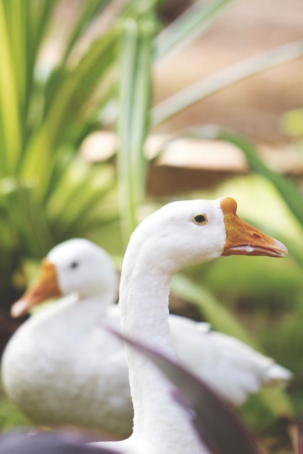 Paradise Lagoon Kalyanpur Ngoại thất bức ảnh